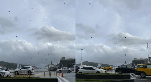 基隆天空惊见成群老鹰「跑出来玩」　网惊：第一次看到这么多