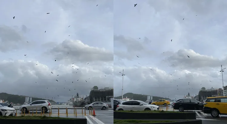 有网友分享基隆天空出现成群老鹰。网友photo_tuaga授权提供