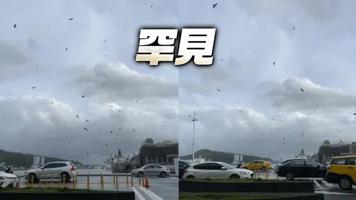 奇景！台风过后「50只老鹰跑出来玩」　基隆天空壮观画面曝光
