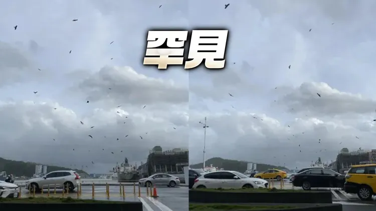 有网友分享基隆天空出现成群老鹰。网友photo_tuaga授权提供