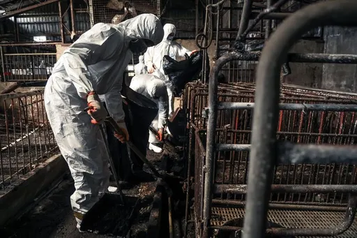 非洲豬瘟｜蒸煮設備擺好看的！豬農父子涉1罪羈押禁見