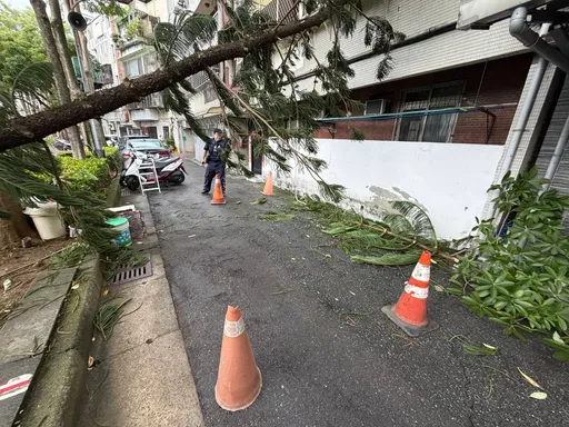 「凤凰」发威！北市公园路树倒塌砸民宅　拦腰折断瞬间影像曝光