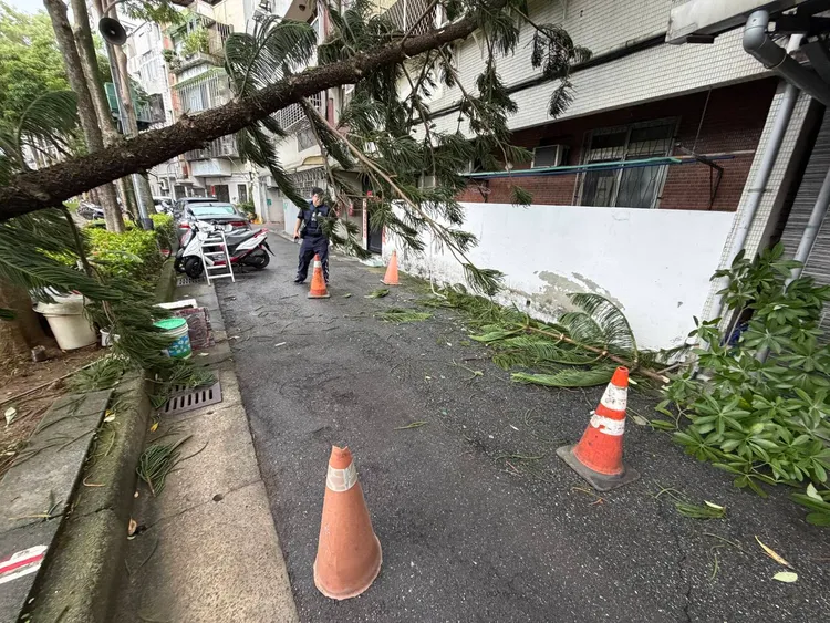 路树倒塌砸向民宅。翻摄画面