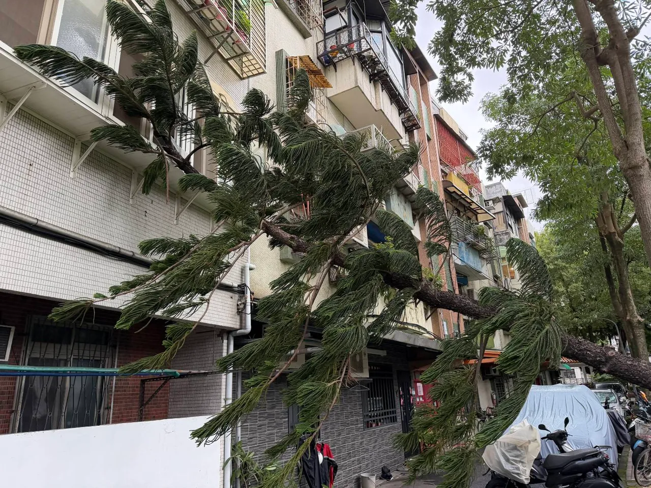 公园树木倒塌。翻摄画面