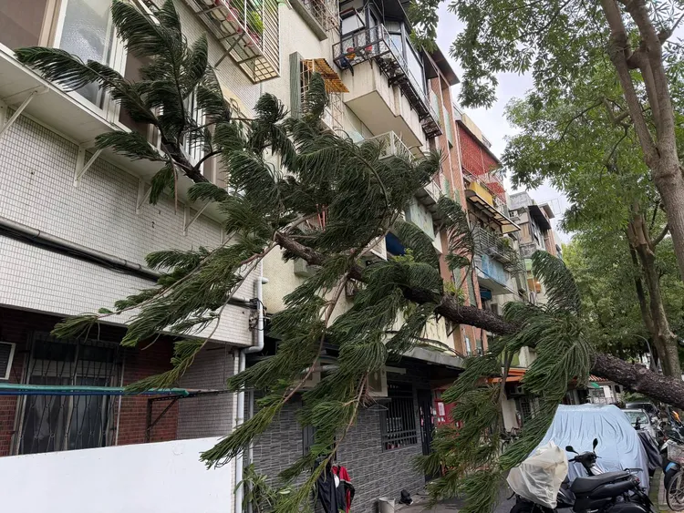 公園樹木倒塌。翻攝畫面