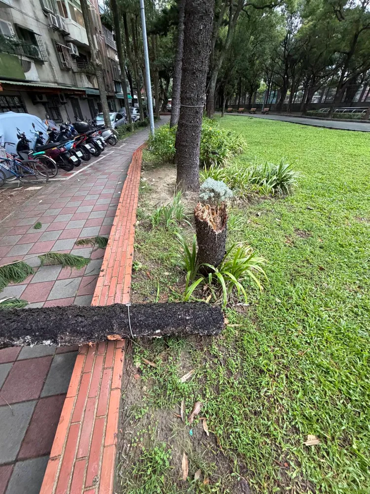 公園樹木攔腰折斷。翻攝畫面