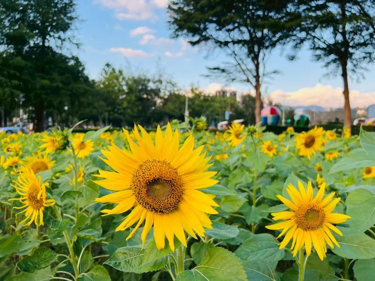 開幕日下午上台說出夢想，即可獲得向日葵種子組。台北市工務局公園處提供
