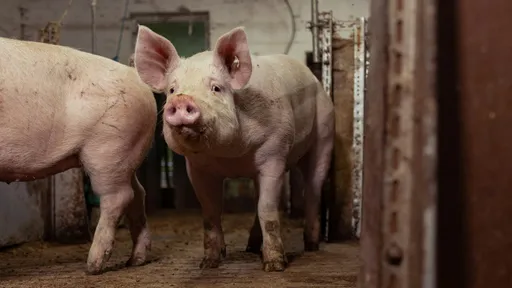 新北林口2養豬場違規餵食廚餘　重罰206萬元並禁上市