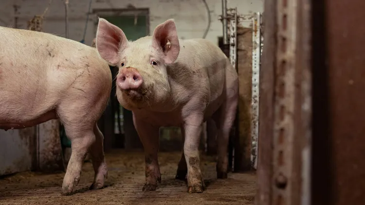 示意图，非事发养猪场。翻摄自Unsplash