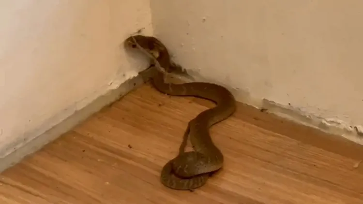 眼鏡蛇在龍井圖書館門前咬傷人後，溜進圖書館內，引起騷動。民眾提供