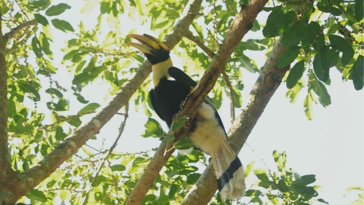 消失十年!野生大犀鳥現身清邁 國家公園振奮