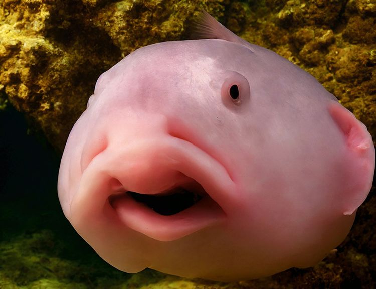 壹蘋派生活美語 認識水滴魚:顏值輸了但話題贏了!