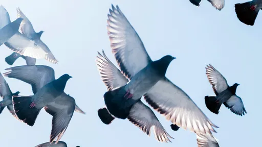 她游香港「做这事」挨罚2万　哀号：在中国都可以随便做啊