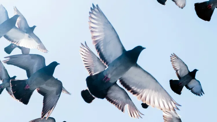 示意图。翻摄自Unsplash