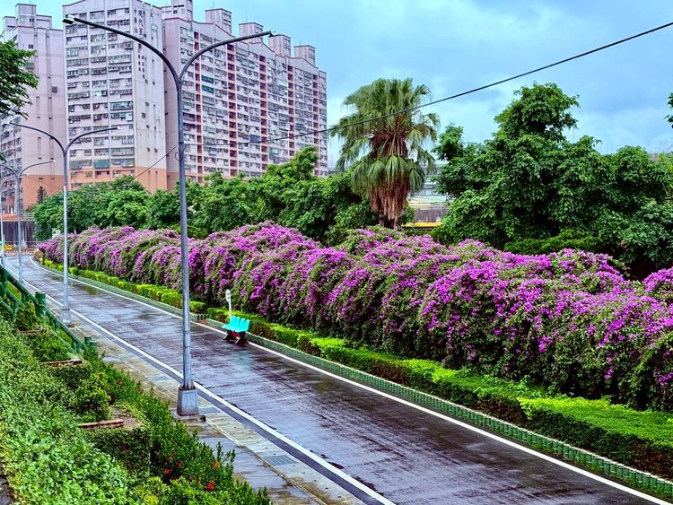 夢幻紫色花海來襲！新北3處「蒜香藤」花瀑秘境迎高峰　限時浪漫快收藏