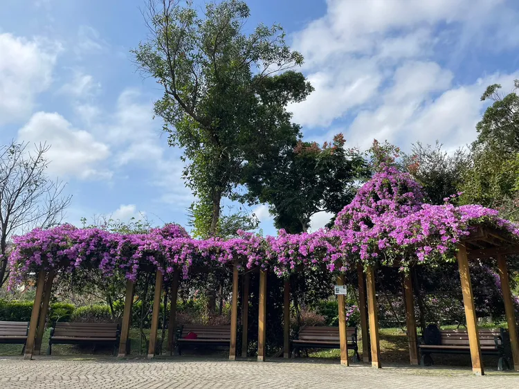 鶯歌永吉公園是浪漫賞蒜香藤景點之一， (目前正含苞待放)。景觀處提供