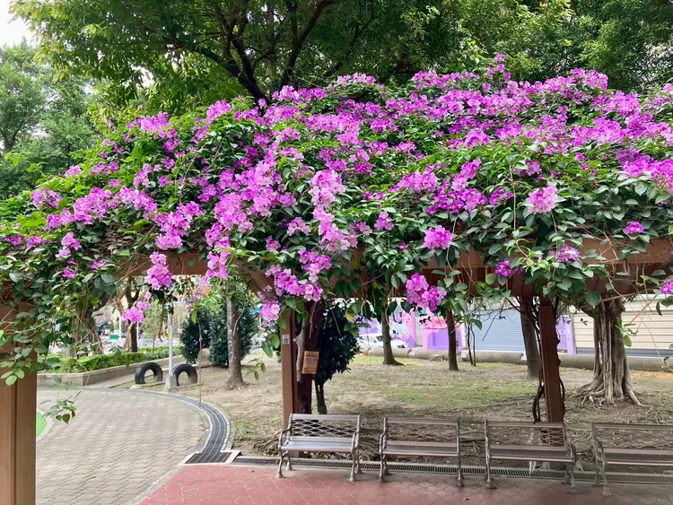 三重二二八和平公園浪漫的紫色花瀑沿著屋簷優雅垂落，將整座公園渲染成一片柔美而夢幻的氛圍。景觀處提供