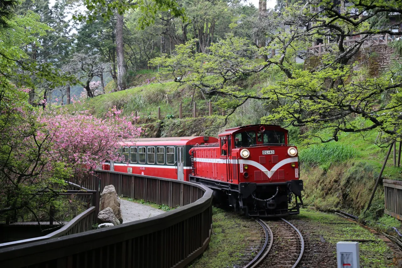 阿里山森林遊樂園區12月開始可見緋寒櫻陸續綻放。阿里山賓館提供