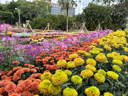 士林官邸菊花展11/28登场！主题「艺菊圆梦」打造15大展区