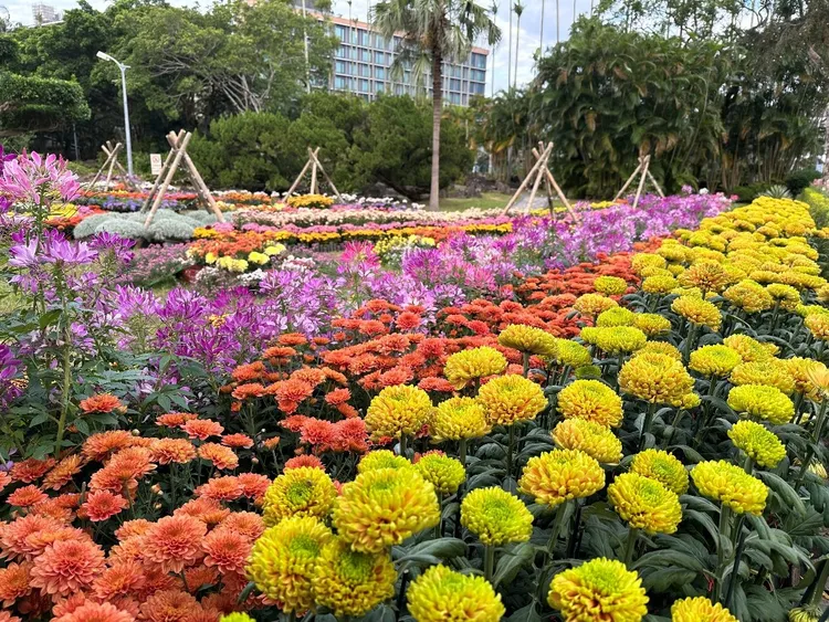 「2025士林官邸菊展」以「艺菊圆梦」为主题，15大展区绽放秋冬花海，成为台北花季焦点。台北市公园处提供