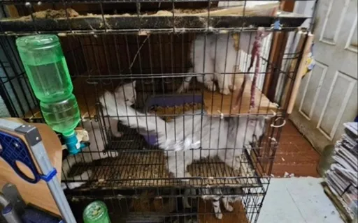 簡直虐貓！惡劣寵物店籠小環境差又賣未植晶片動物　動保處上門遇「拒檢」重罰 