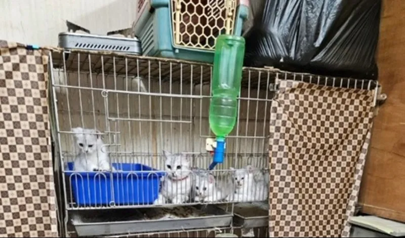 未施打晶片的動物販售中。動保處提供