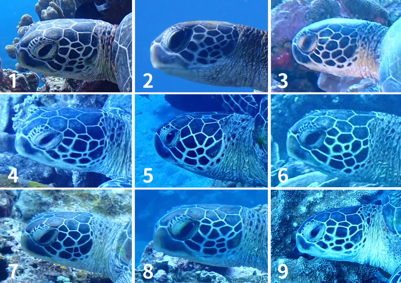 「海龟AI辨识专案」借由海龟脸部鳞片的独特纹路进行模型训练。海龟点点名冯加伶