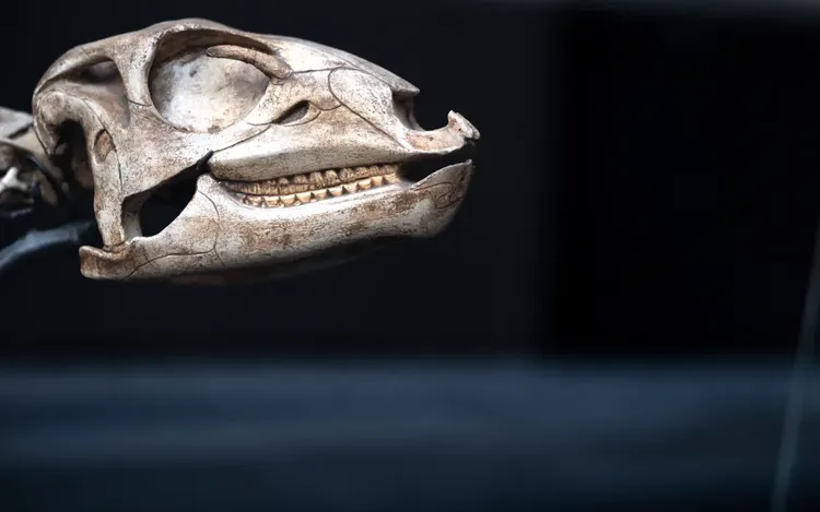 要追回的資產包括兩具異特龍骨架和一具劍龍骨架，這些骨架於2024年12月在拍賣會上以1240萬英鎊購得。翻攝rnz.co.nz