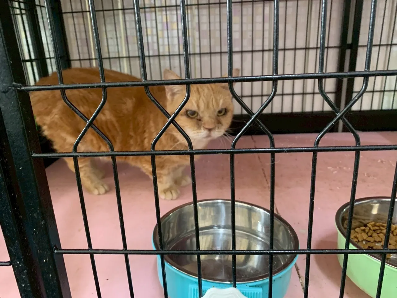 少数猫只有眼睛或呼吸道感染之问题，动物防疫所将安排健康检查及必要治疗。县府提供