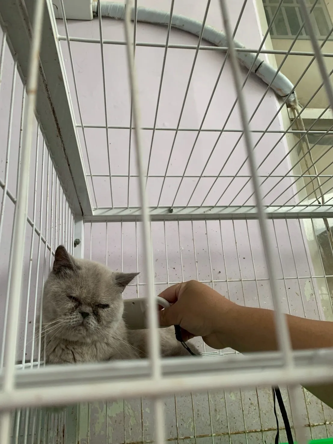 41只猫其中不乏品种猫。县府提供