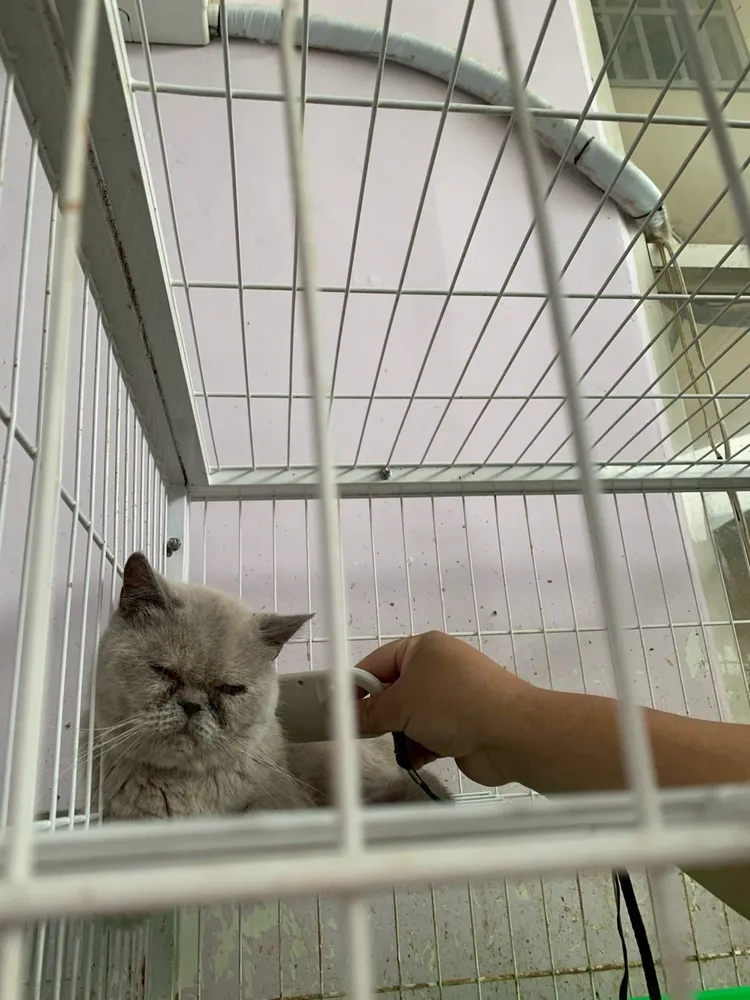 41隻貓其中不乏品種貓。縣府提供