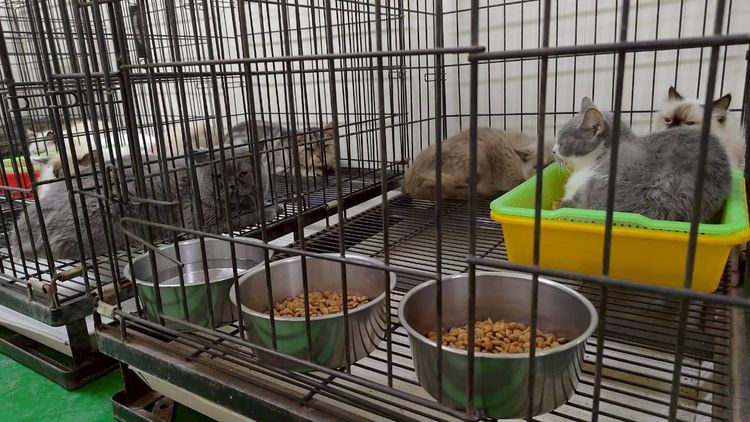 彰化貓園涉不當飼養遭稽查後歇業 縣府開罰!緊急收容41隻貓