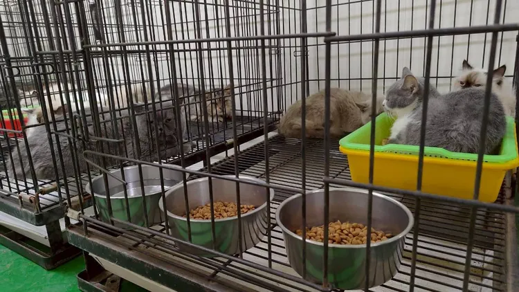 彰化县府日前到「天使之恋猫园」稽查，发现园内41只猫部分出现眼部与呼吸道感染。县府提供