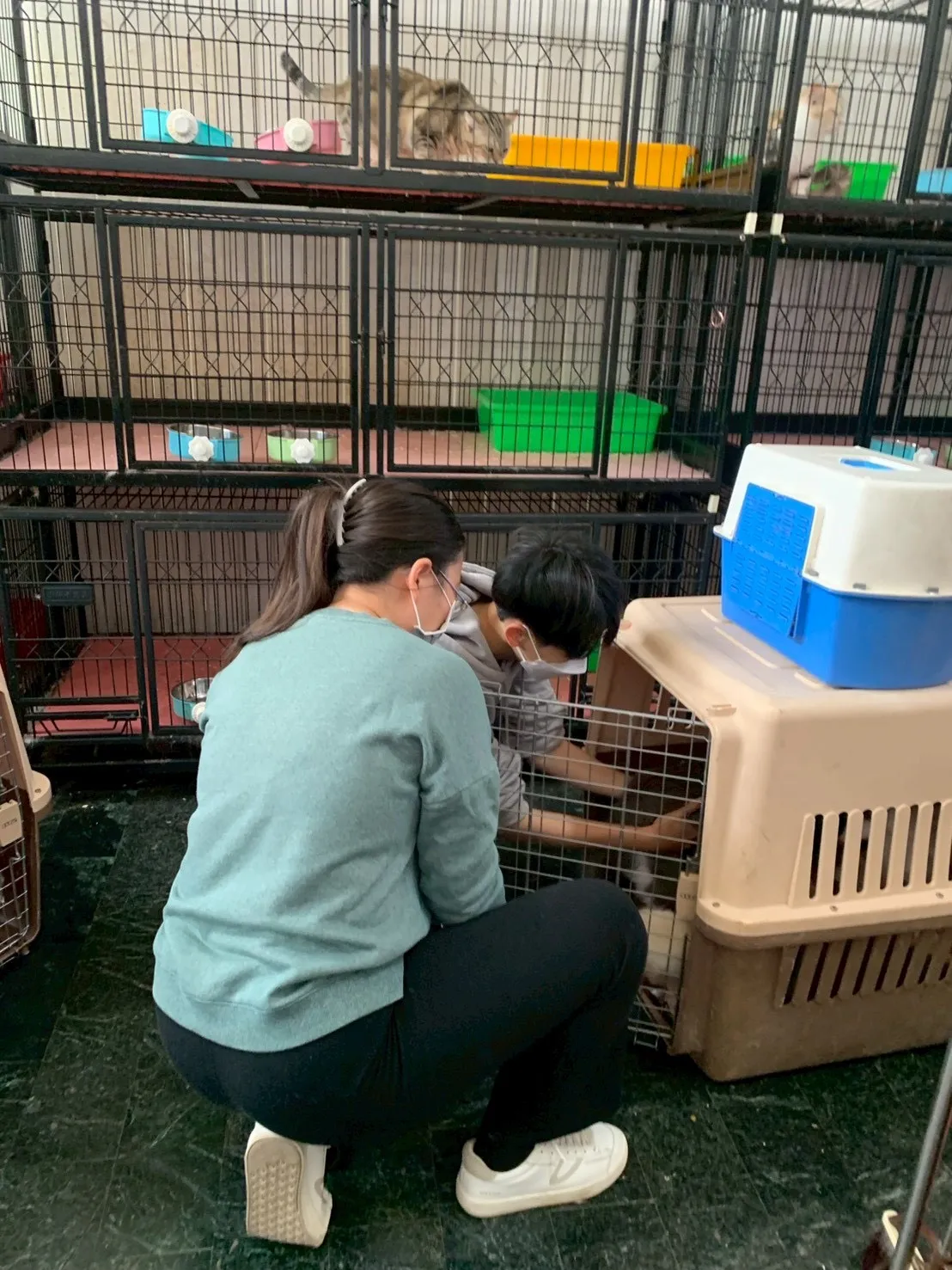 彰化县府将41只猫没入收容，未来将开放认养。县府提供