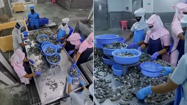 示意圖。翻攝自《觀察者網》