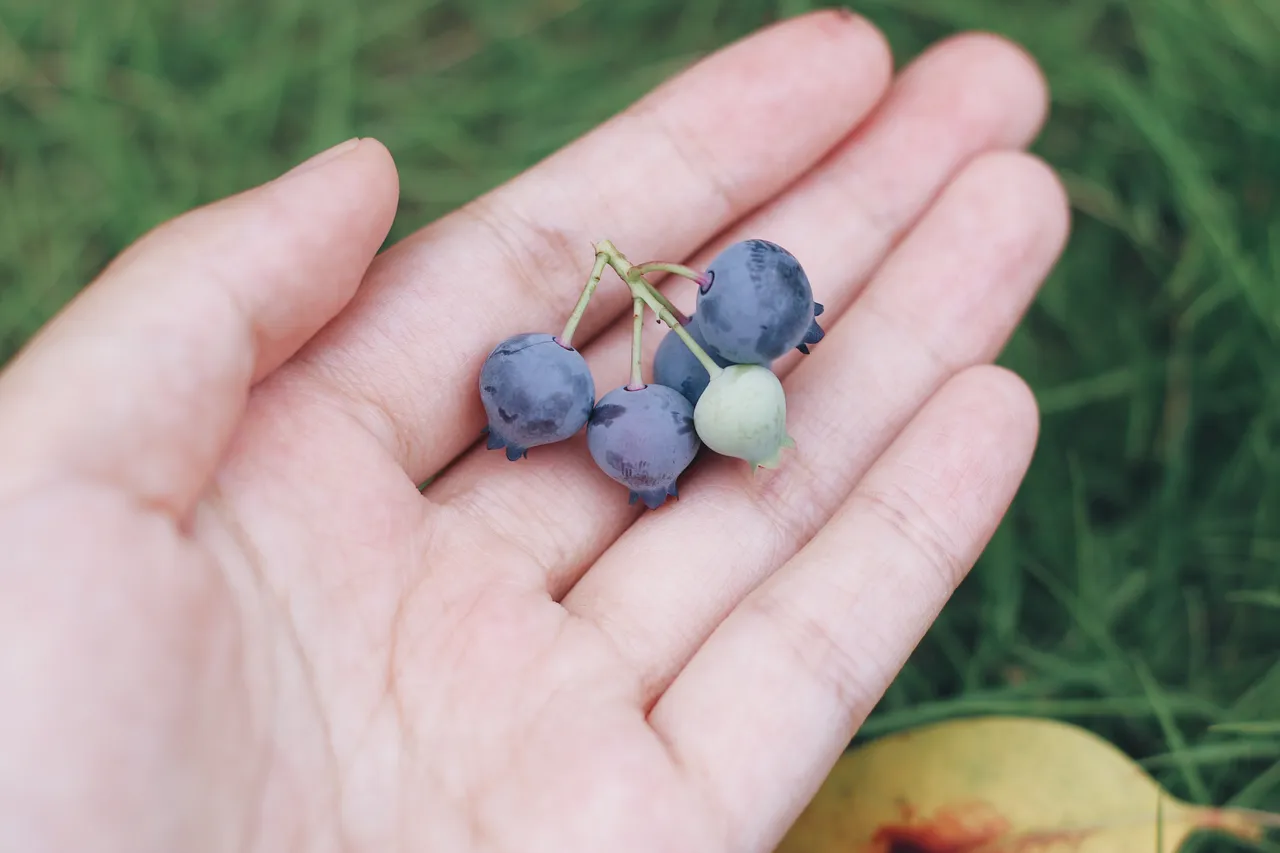 除了叶黄素与枸杞外，花青素也是不可忽视的护眼营养素。红崴提供