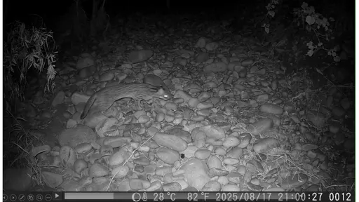 睽违20年！石虎重现台中鹿寮南溪　大肚台地复育见成效