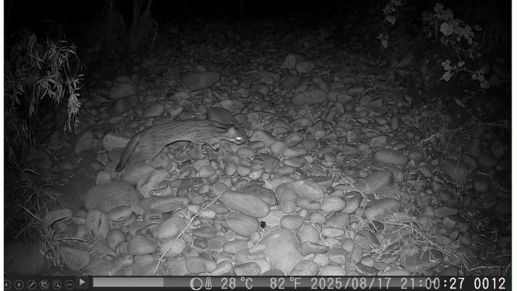 睽違20年！石虎重現台中鹿寮南溪　大肚台地復育見成效