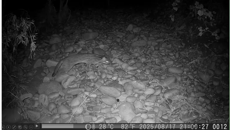 台中市沙鹿区鹿寮南溪的自动相机，今年8月拍到石虎身影，这也是当地近20年来首见。林业保育署提供