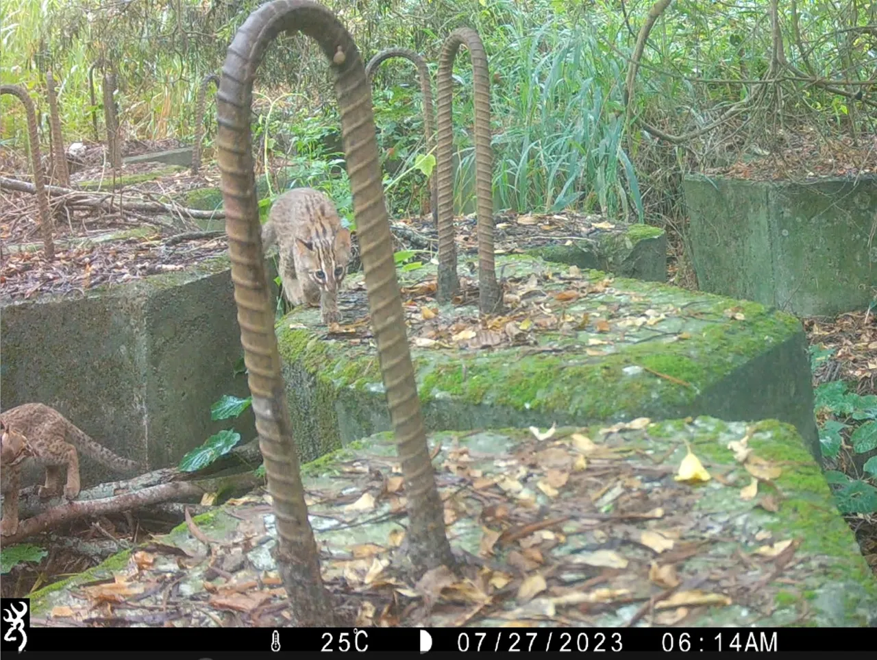 2023年在大甲溪左岸连接大肚台地浅山保育轴带北侧处，记录到亚成体石虎出没。林业保育署提供