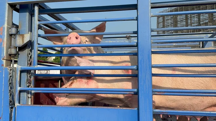 第一批進場的豬隻大了不少，但這批是「種豬」，是交配用不是用來宰殺拍賣的。民眾提供