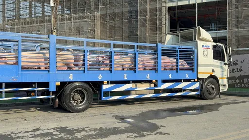 豬瘟禁運禁屠令解除　雲林肉品市場開放進場　第一車是「這種豬」