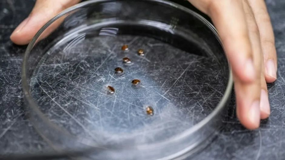 床虱神助攻！吸血留DNA成破案关键　嫌犯逃不过小小侦探