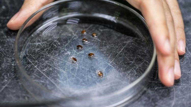 床蝨神助攻!吸血留DNA成破案關鍵 嫌犯逃不過小小偵探