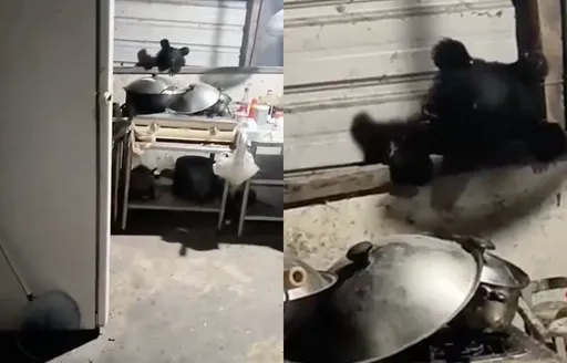 非AI片！小黑熊萌樣露臉花蓮卓溪雞舍係金ㄟ　林保署成功圍捕