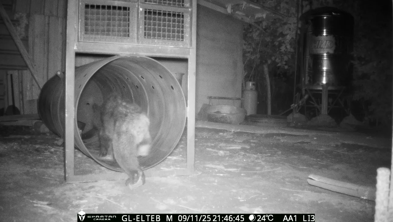 小黑熊萌樣入侵雞舍，林保署獲報設置誘捕籠。林保署花蓮分署提供