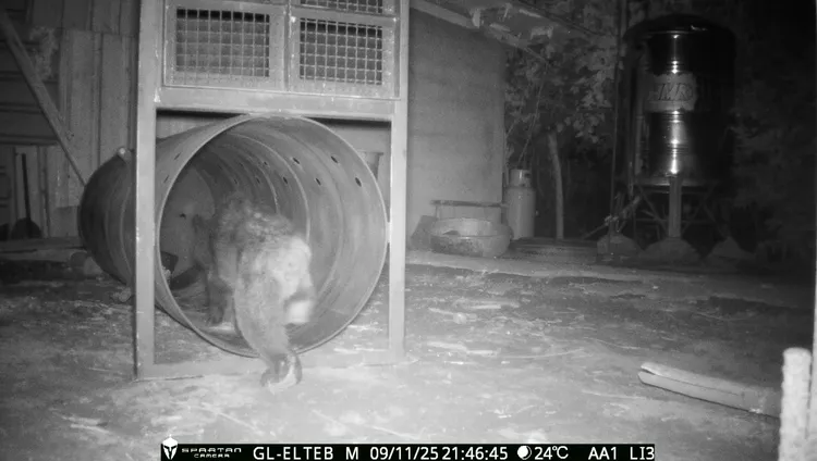 小黑熊萌樣入侵雞舍，林保署獲報設置誘捕籠。林保署花蓮分署提供