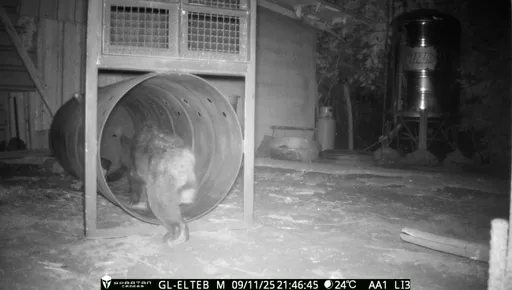 不是AI!小黑熊出沒花蓮卓溪雞舍影片系金ㄟ　林保署成功圍捕