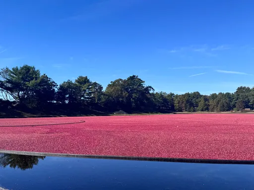 什么果园这么美？　网友得知真相直呼「先不要」