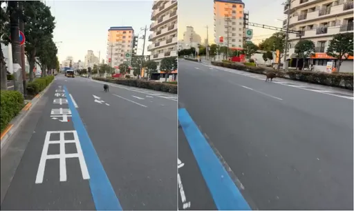 東京變都市叢林！熊害未平又爆豬災　街頭狂奔嚇壞居民